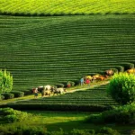 Tại sao rượu mơ được ưa chuộng 7